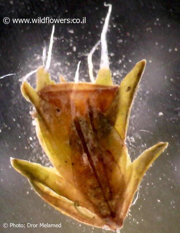 Grimmia  anodon
